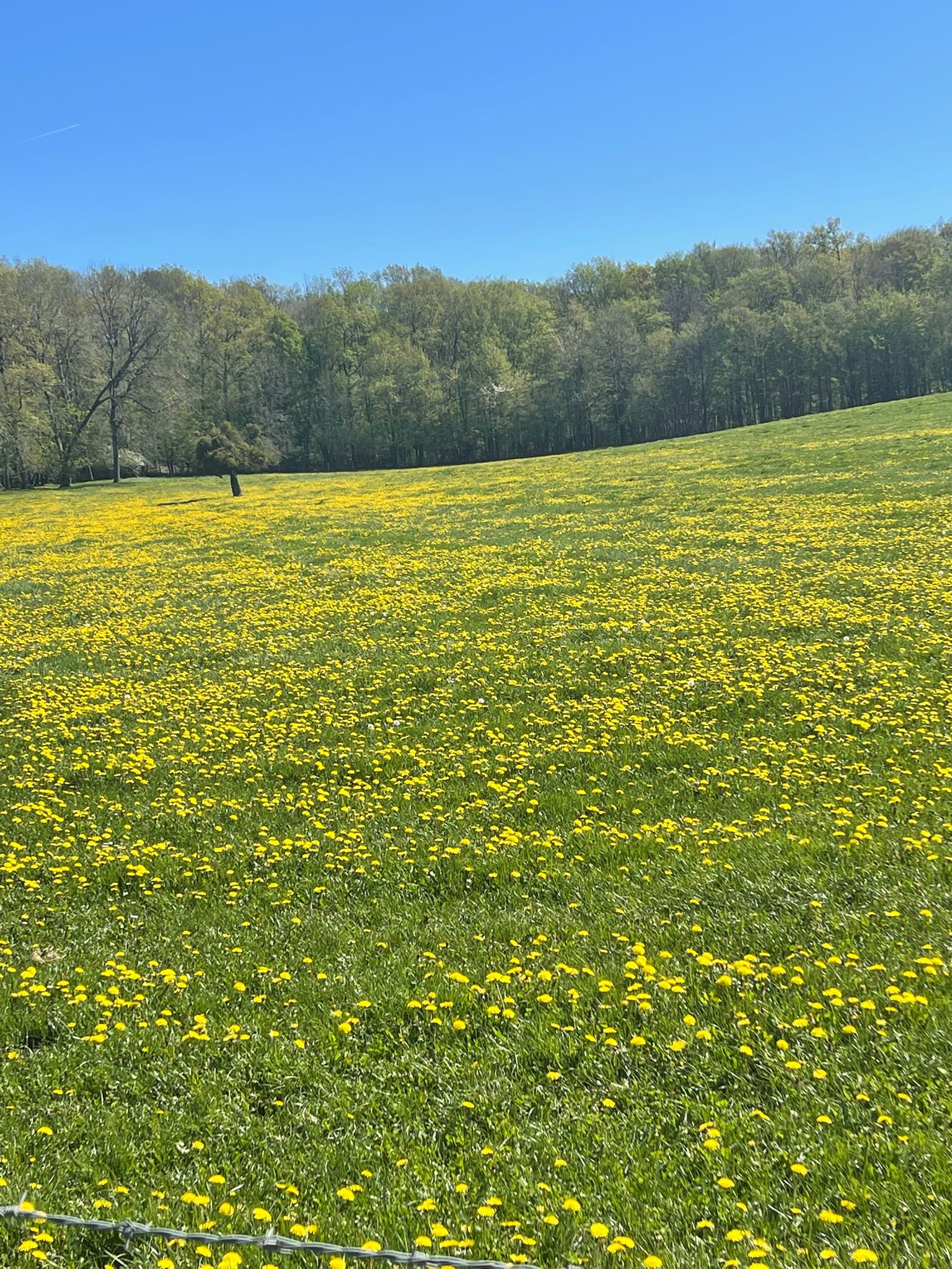 Miel de printemps